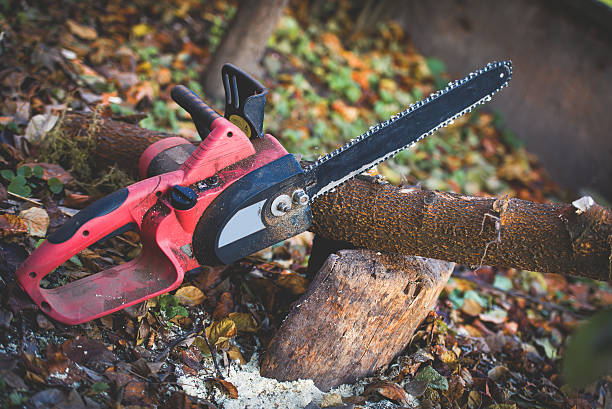 How Our Tree Care Process Works  in  Hagerman, ID